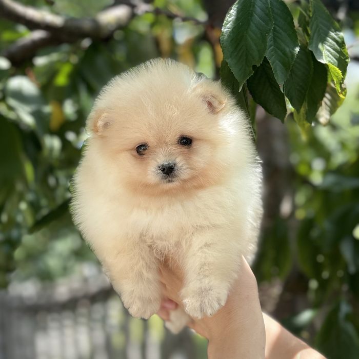 лялькова дівчинка тип ведмедика