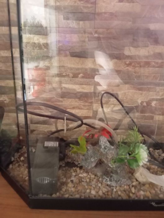 Aquário para peixes