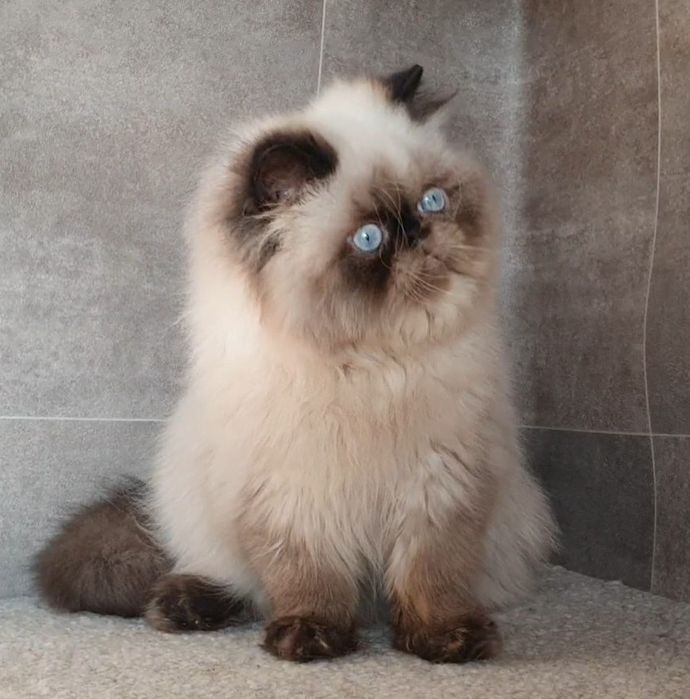 Kocurek, mrucząca przylepa!