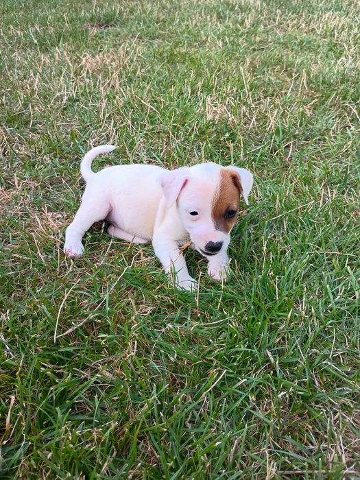 Jack Russell terrier Krótkowłosa