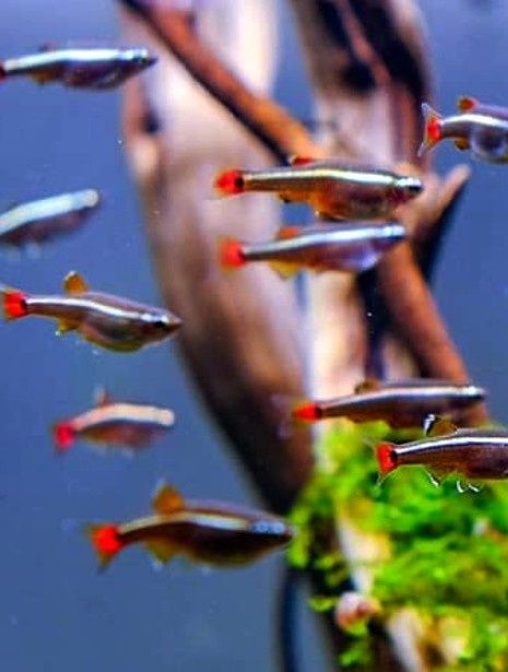 tanichthys (peixes de água fria)