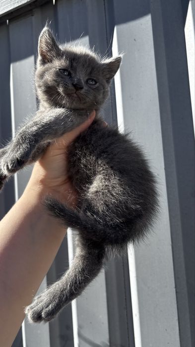 британська короткошерста КИЦЯ