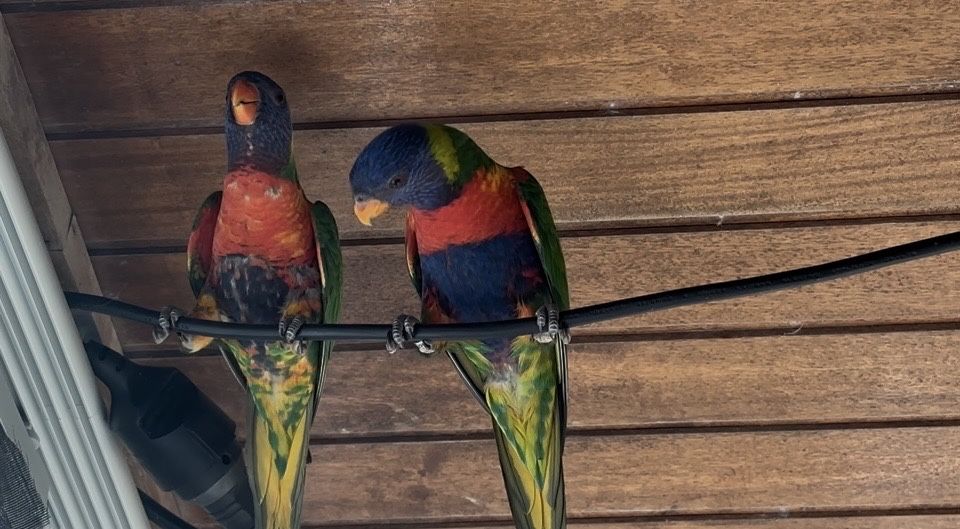 Casal loris molucanos