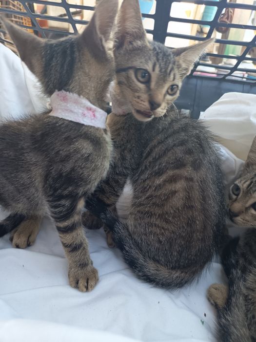 Gatinhos para adoção