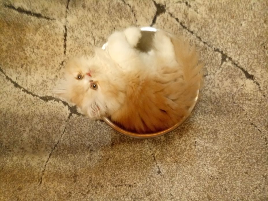 Perska koteczka rudo-biała