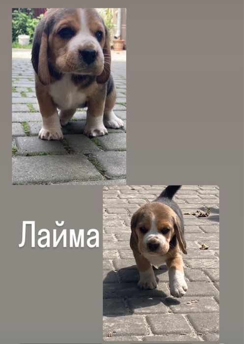 Продаю собаченят