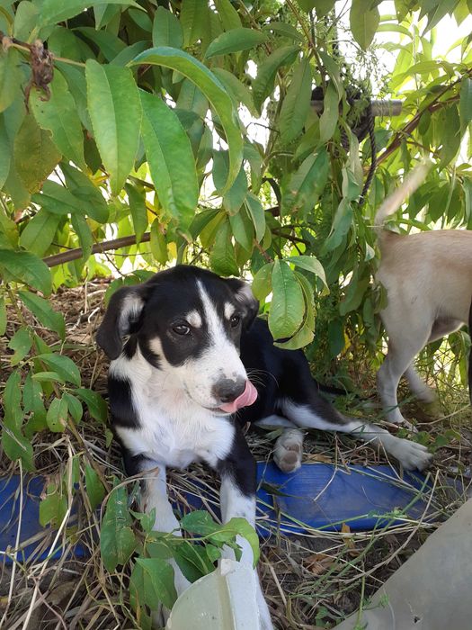 Cães para adopção de pequeno porte