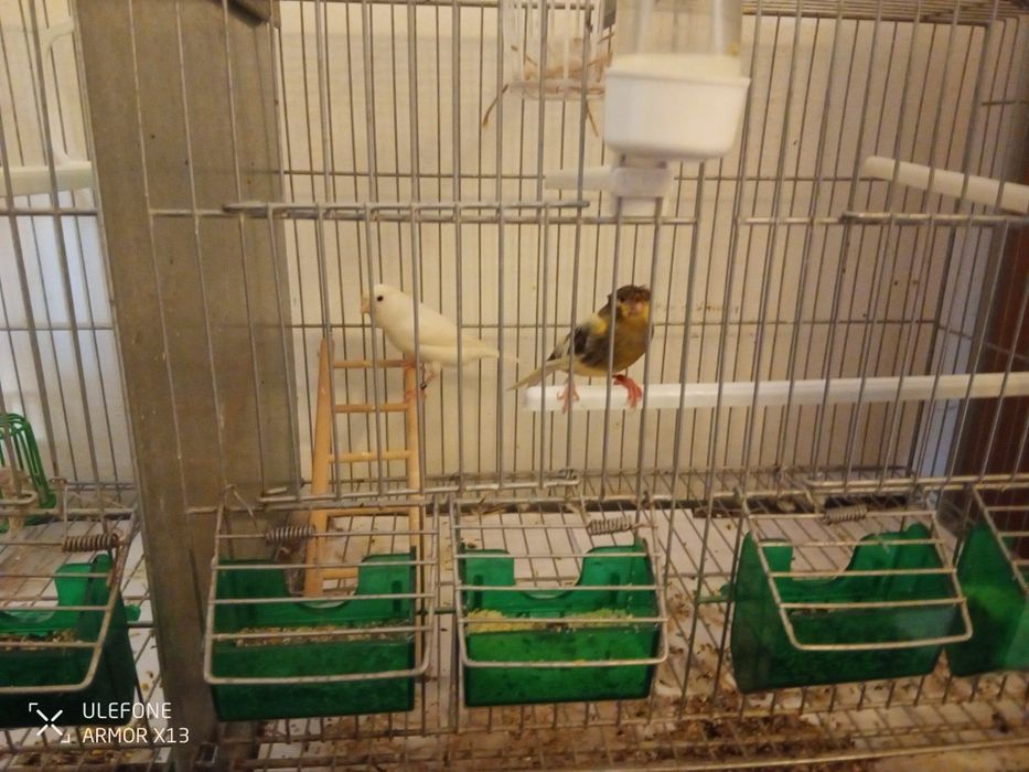 2 casais Canários  (4)