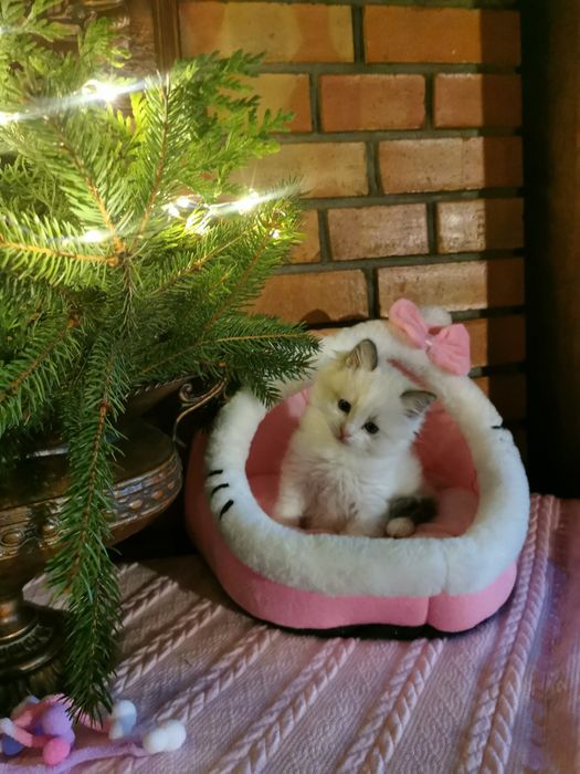 Ragdolek z rodowodem FIFE