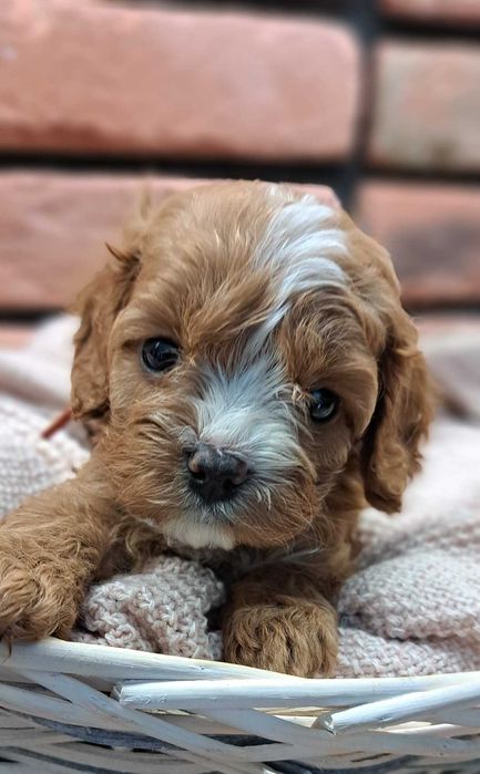 Chłopczyk  cavapoo zaraz do odbioru