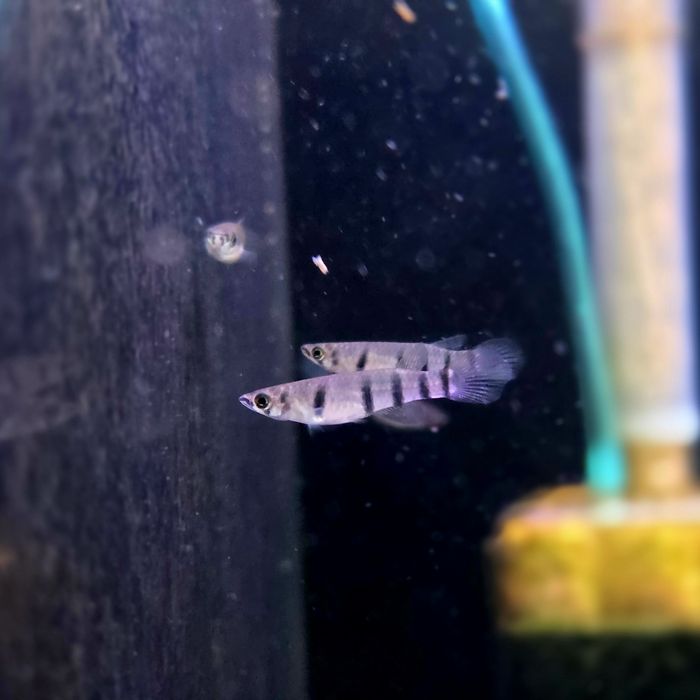 Epiplatys dageti dageti – szczypaczki Dageta/ szczupaczk