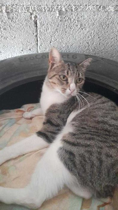 Morgana - Procura família 5 estrelas