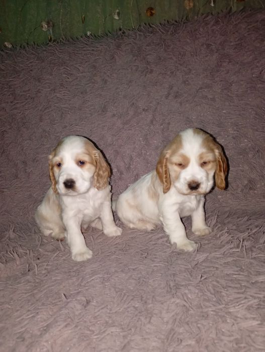 Cocker spaniel angielski