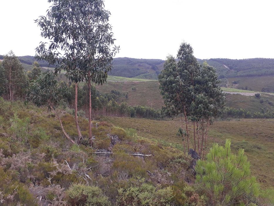 Terreno / Quinta , Penafiel, perto do Porto, 8000 m2, 30 000€