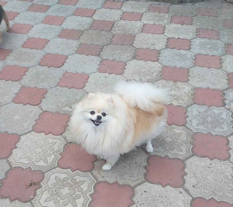 Классная девочка померанского шпица Белочка в поиске своей новой семьи