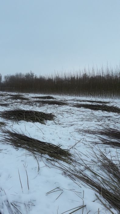 Лоза  прут для изгороди и деревьев