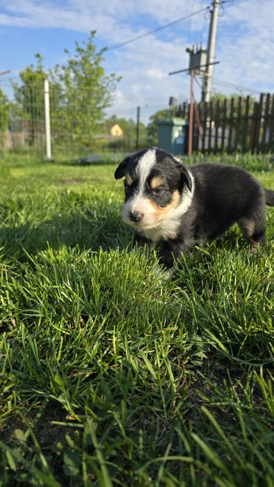 Border coolie tricolor