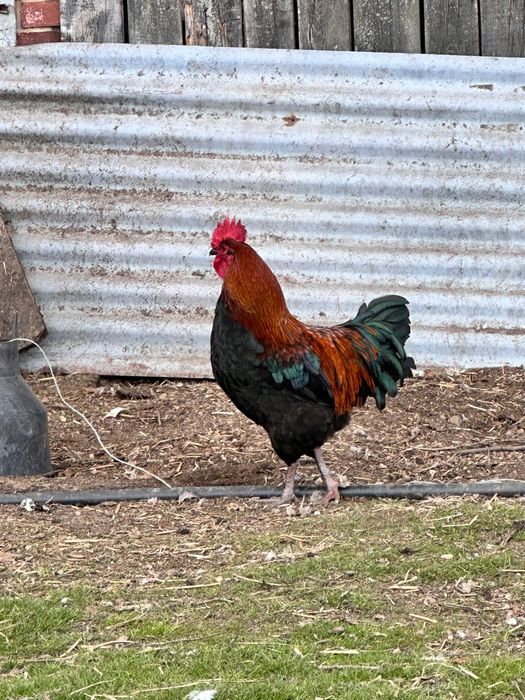 Sprzedam koguty Maransòw