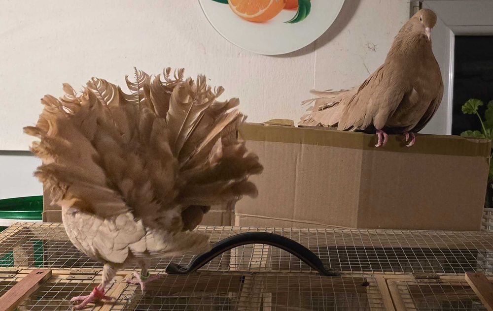 Gołębie Pawiki na Sprzedaż