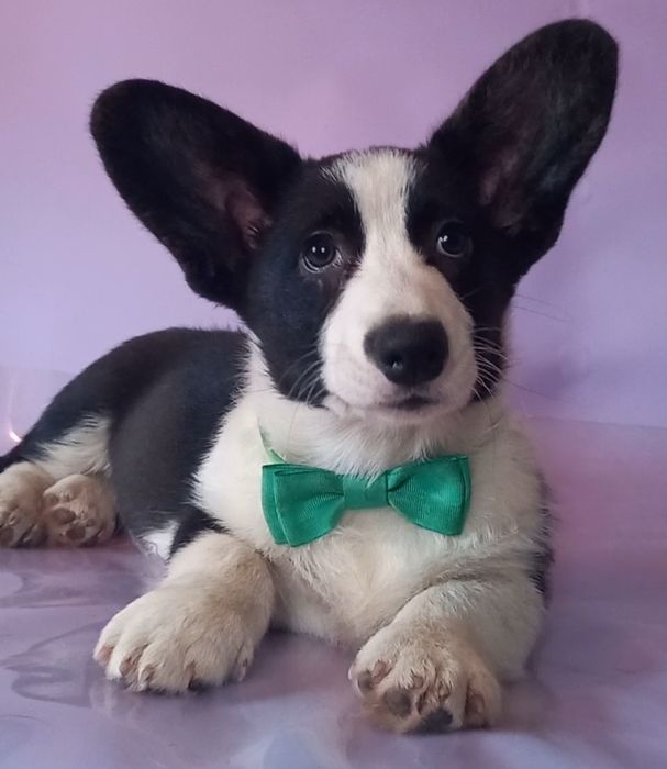 Красивенный мальчик  корги  !