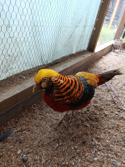 Bażant złocisty samczyk