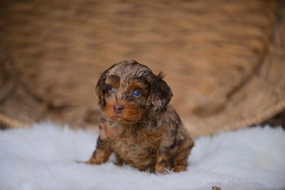 Cockapoo merle disponível