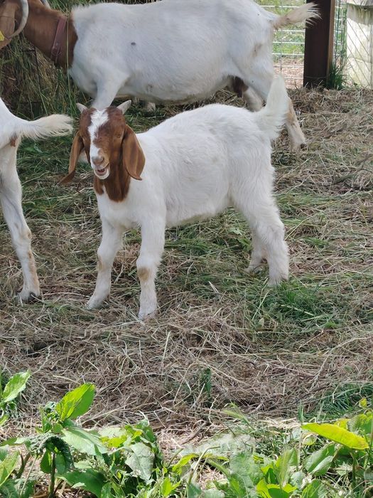 Cabrito Boer  puro