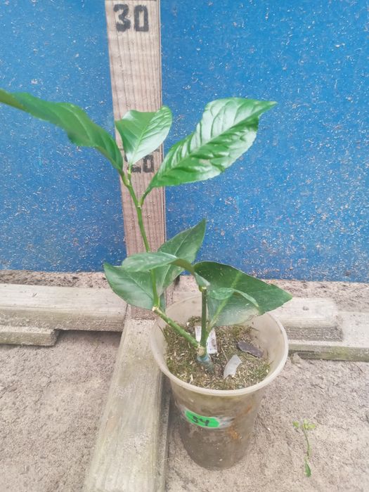 Мандарин-Апельсин- Кумкват- Клементин -Лимон -інше