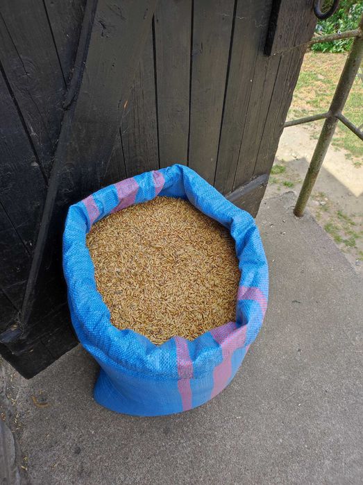 Mieszanka zbożowa z pszenicą 50% idealna dla kur