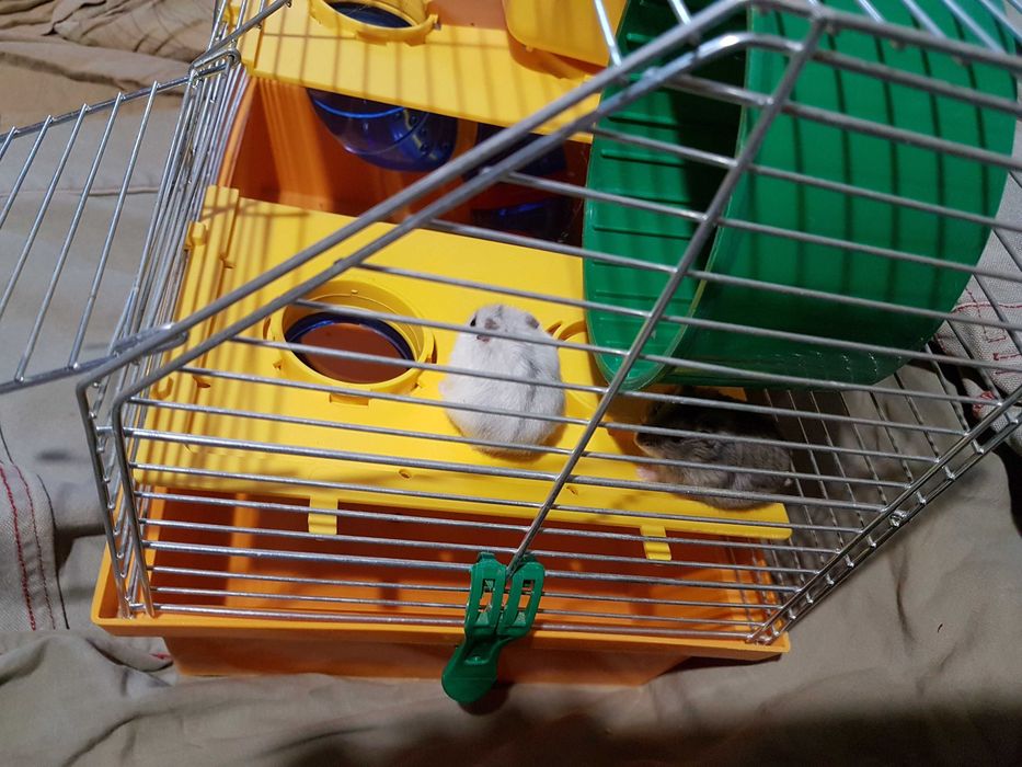 Хамяк джунгарський ,пара