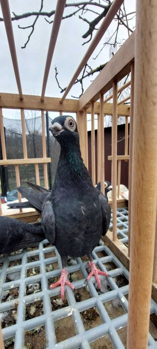 Sprzedam gołębie brodawczaki polskie