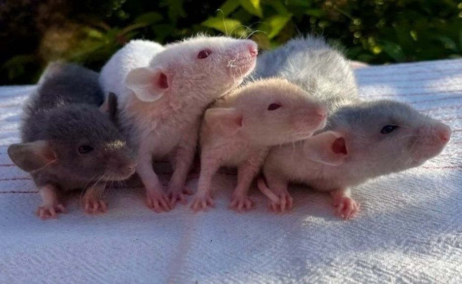 Szczurki młode oswojone
