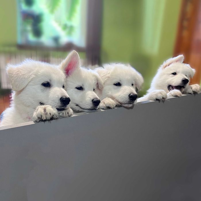 Biały Owczarek Szwajcarski Szczeniak Hodowla Pies