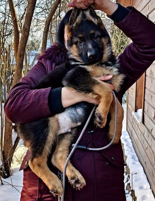 Немецкі собаки !