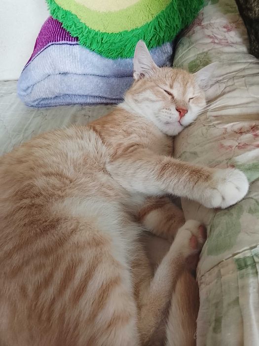 Котик(стерилізований) 11 місяців в добрі руки