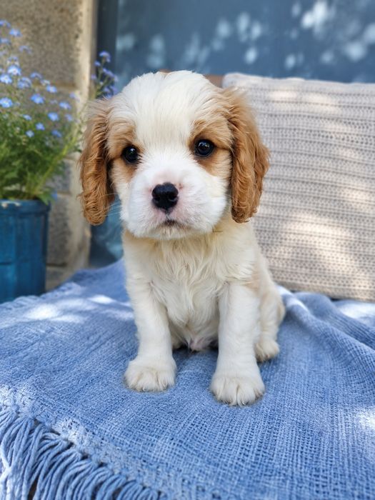 Cavalier King Cherls Spaniel chłopiec