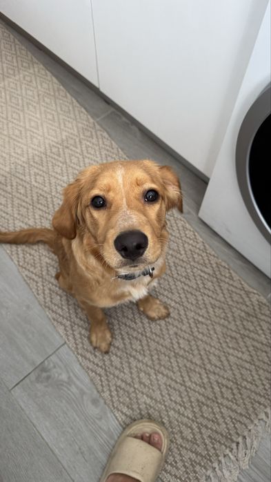 Cão de 7 meses para dar