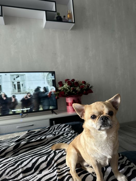 Продам чихуахуа и шпица