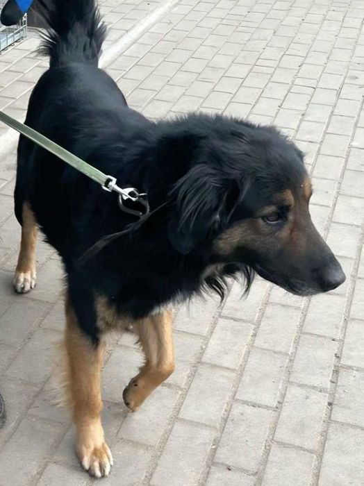 Duży (30kg), ŁAGODNY, przyjazny Bugi