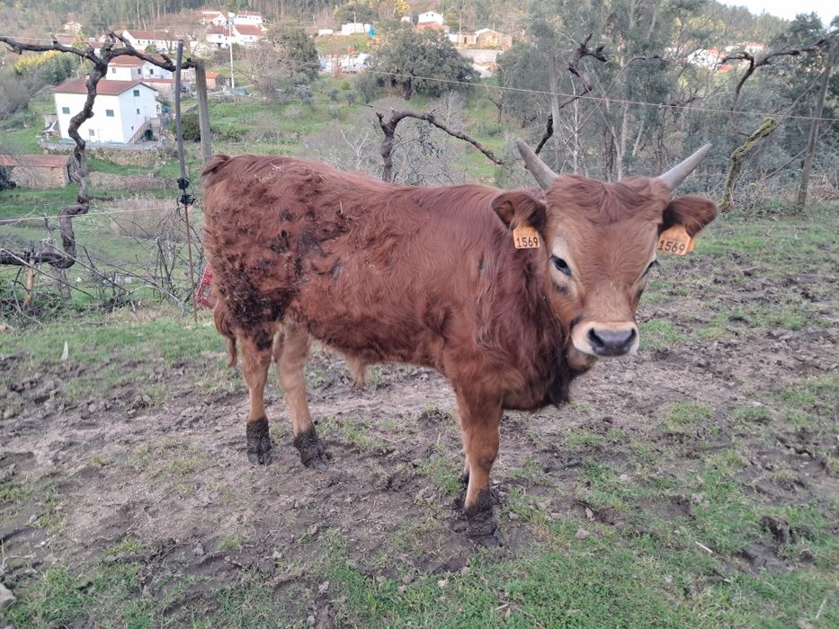 Vitelo barrosã  zona centro