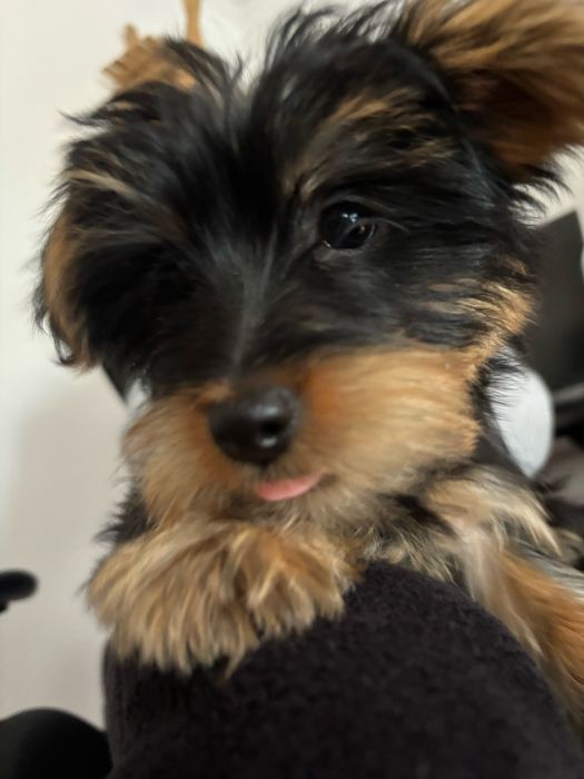 Yorkshire terrier