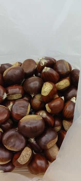 Castanha nacional calibre XXL