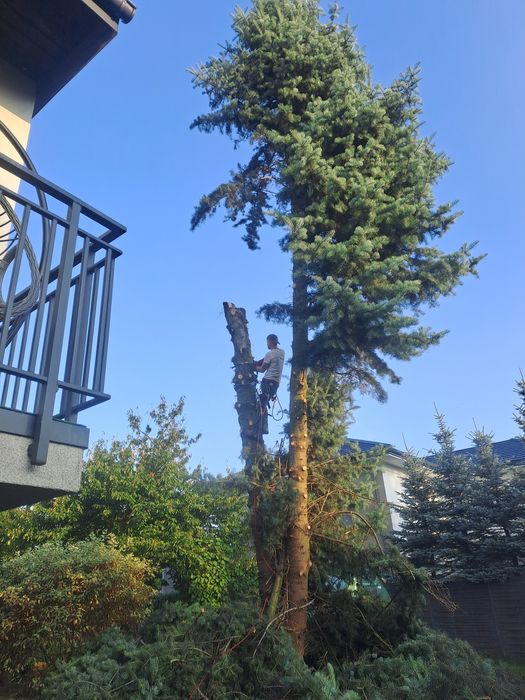 Wycinka drzew usługi rębakiem