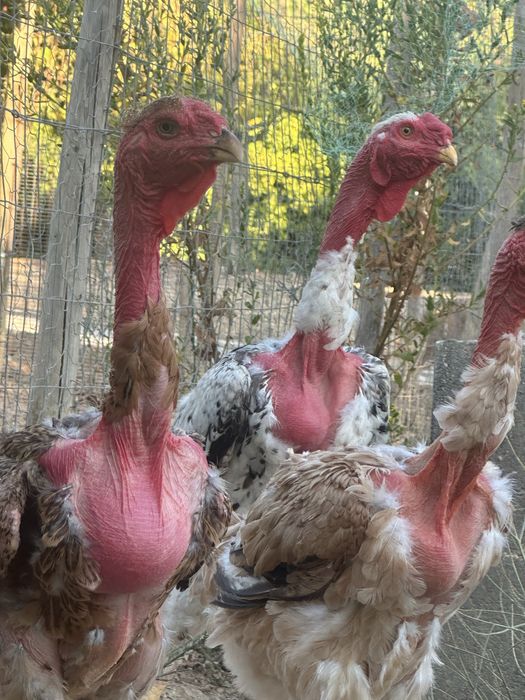 Polaco Gigante Brasileiro