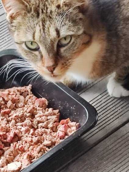 dwie kotki do adopcji