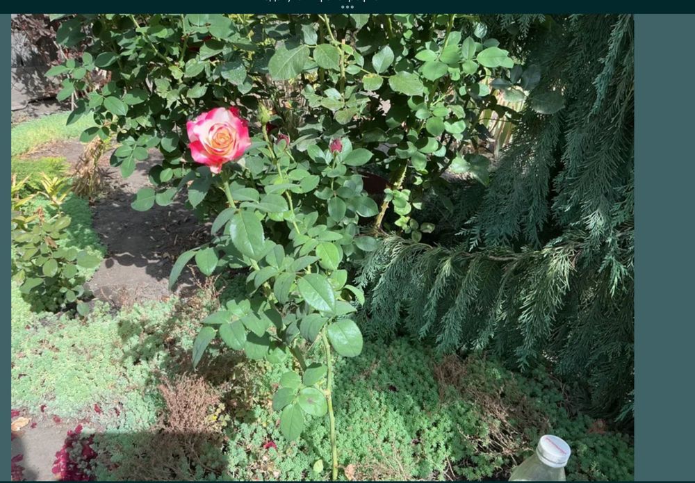 Розы,— Шакира, Свитнес , Овсяница голубая, спирея