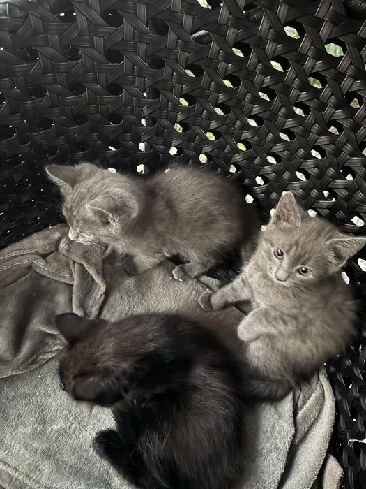 Віддам в добрі руки кошенят