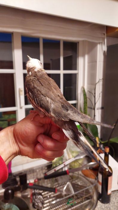 Caturras bebes para acabar de criar a mão