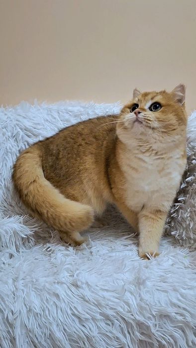 Кіт в'язка золота шиншила