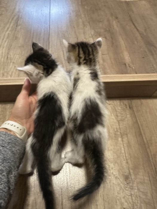 Котики в добрі руки